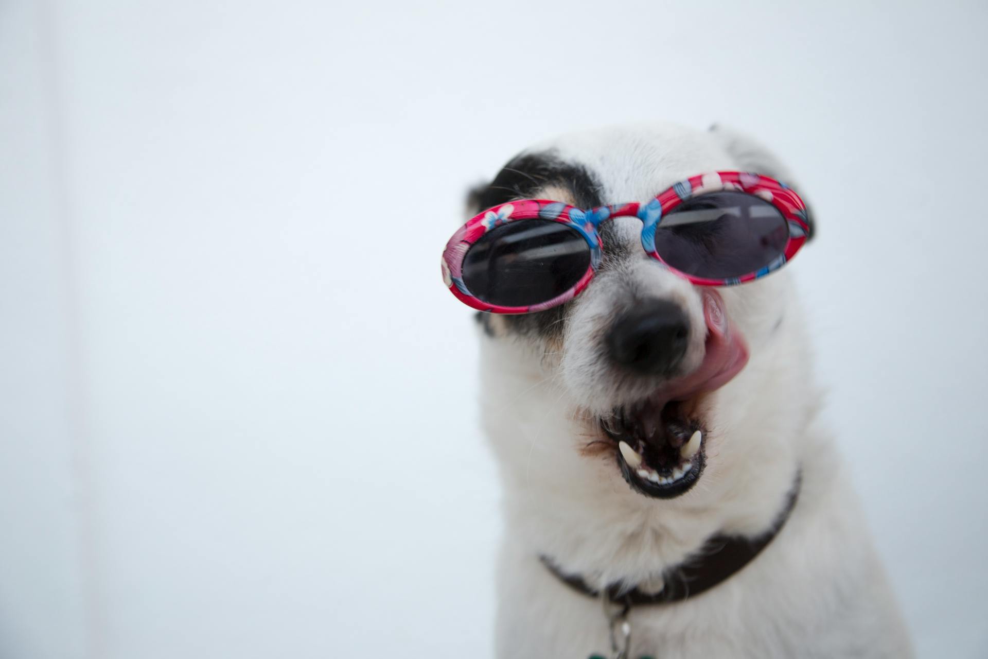 A closeup of a dog wearing sunglasses | Source: Pexels