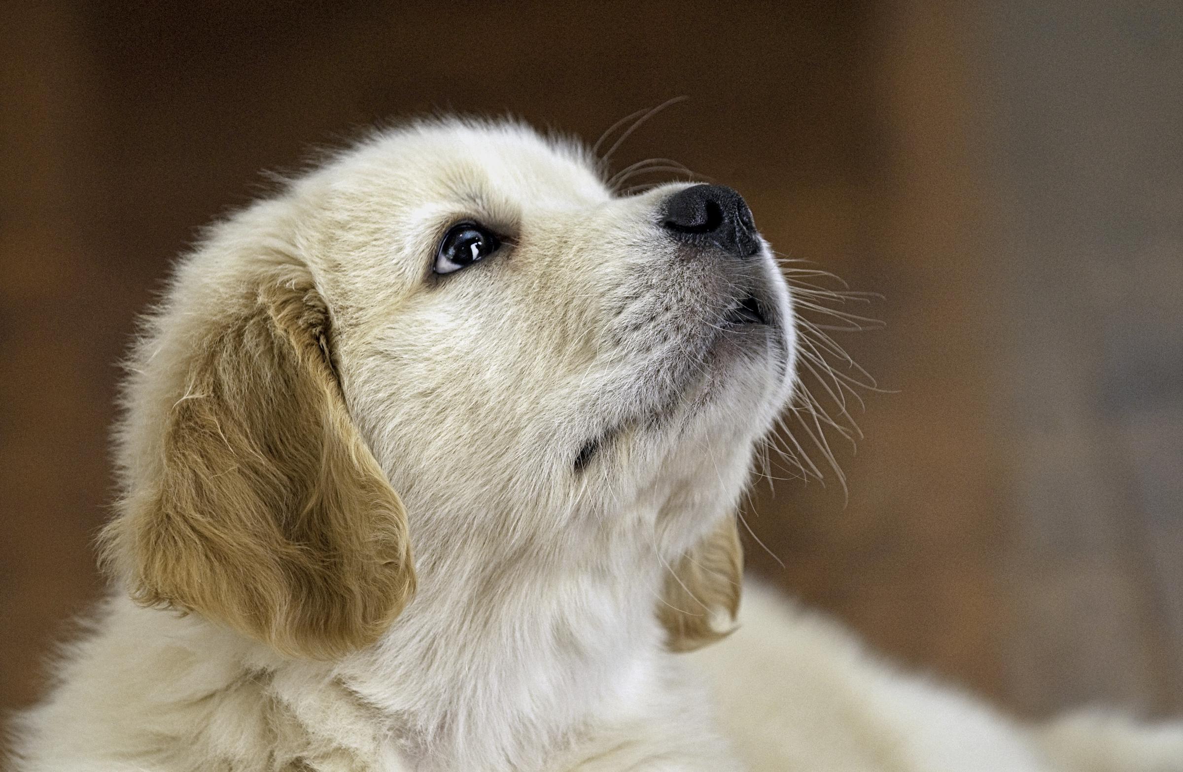 A labrador puppy looking up | Source: Freepik