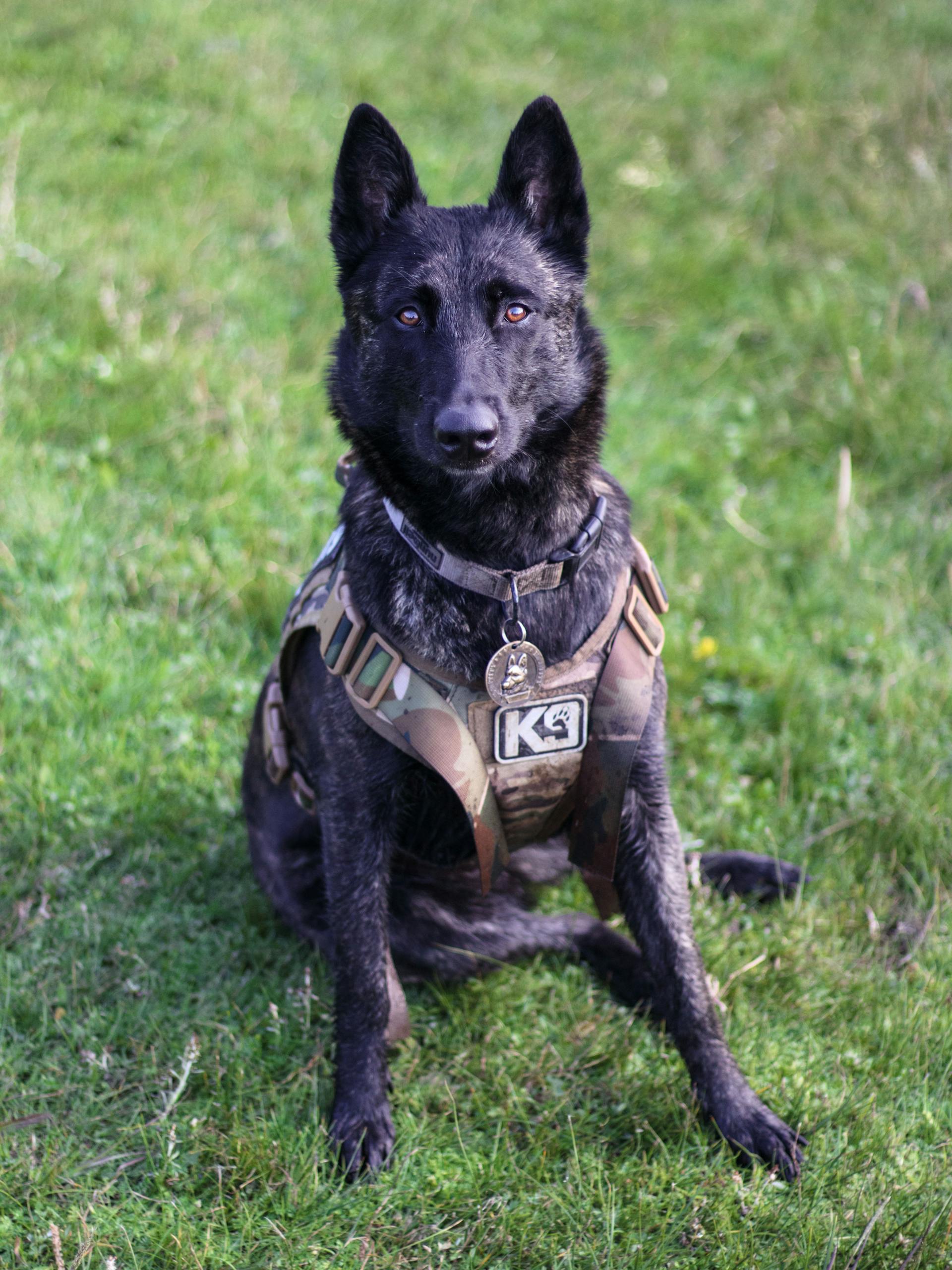 A K9 dog sitting on the grass | Source: Pexels