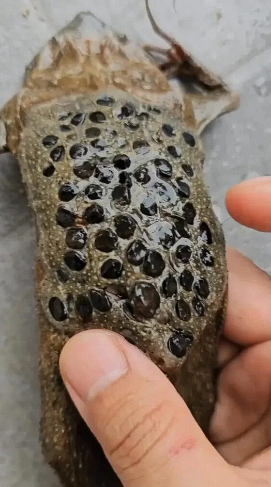 Surinam toad mating