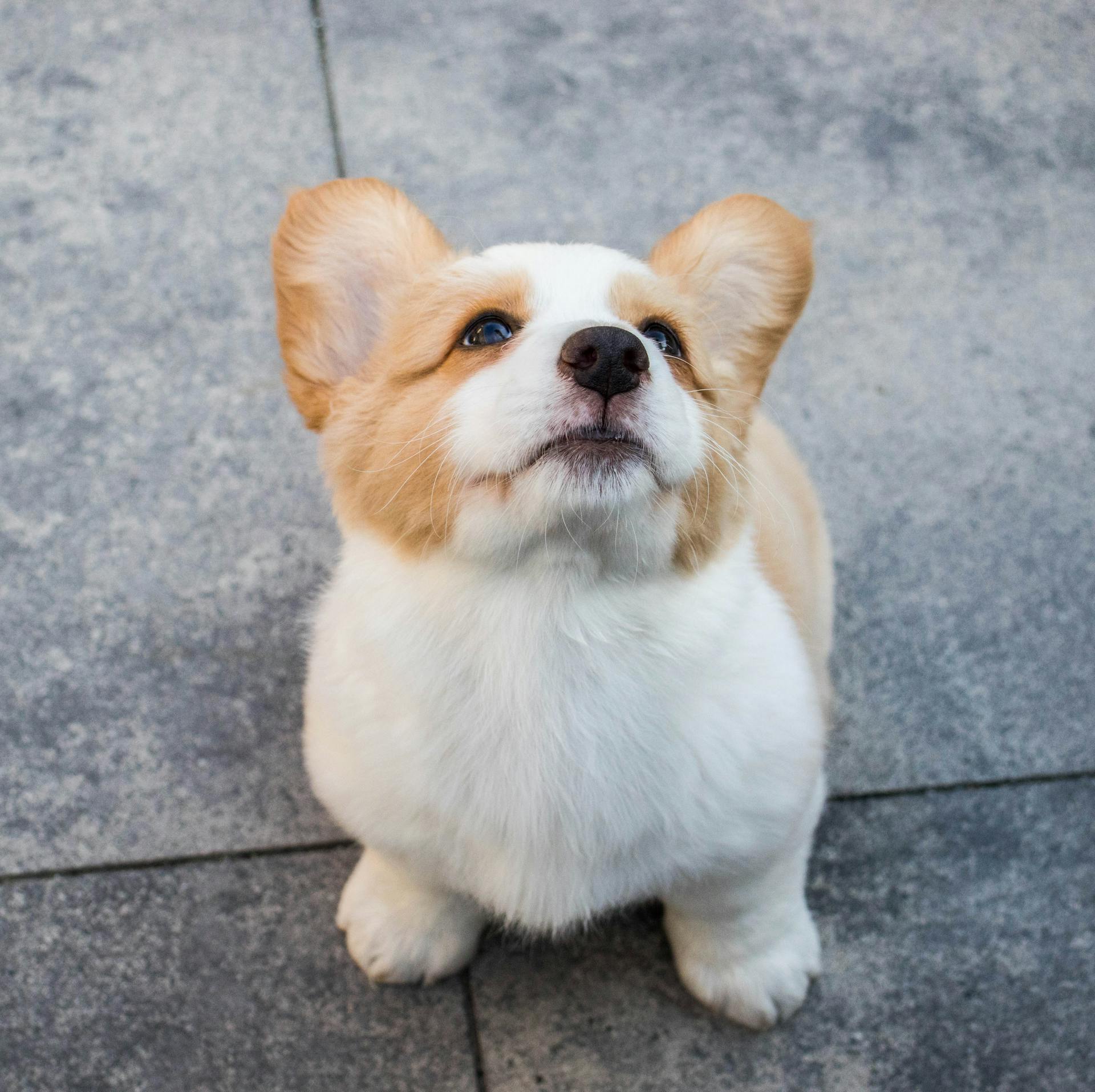 A high-angle photo of a Corgi looking upwards | Source: Pexels